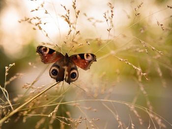 Close-up of butterfly