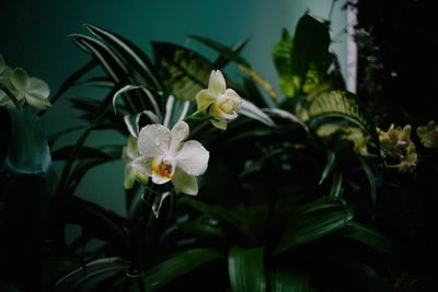 Close-up of orchid