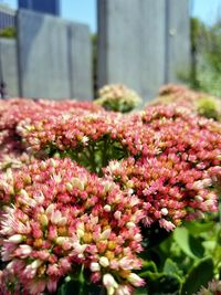 Close-up of flowers