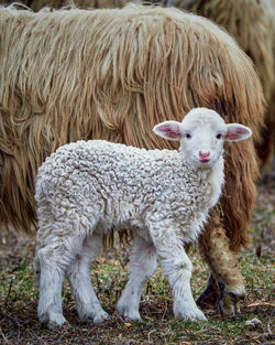 Portrait of sheep on field