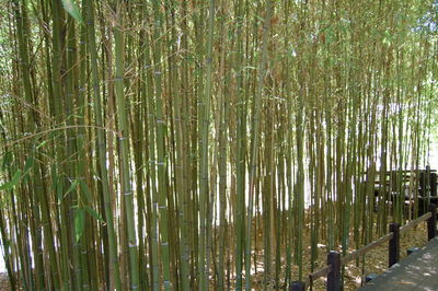 Bamboo trees in forest