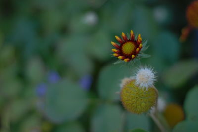 Close-up of yellow flowering plant