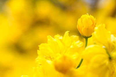 Close-up of yellow flowering plant