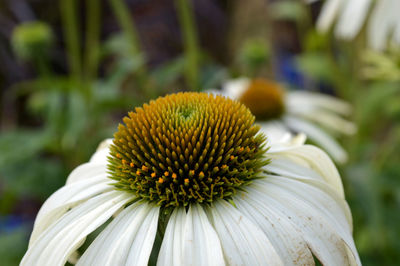 Close-up of eastern purple coneflower