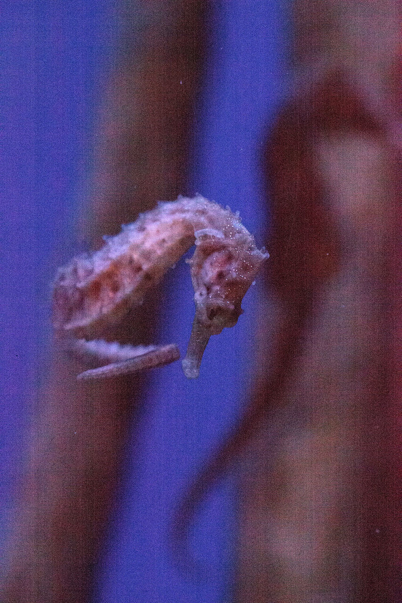 Dwarf seahorse