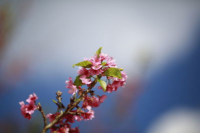 Close-up of pink cherry blossom