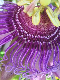 Close-up of purple flower blooming outdoors