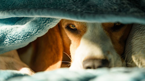 Close-up portrait of dog