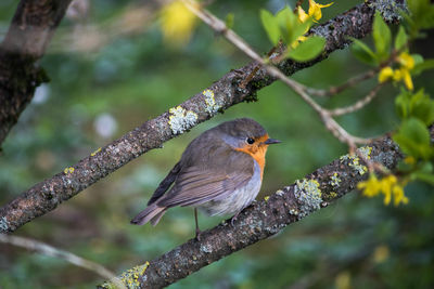 Close-up of bird perching on tree