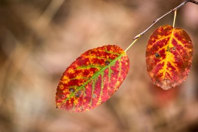 Close-up of orange leaves on plant