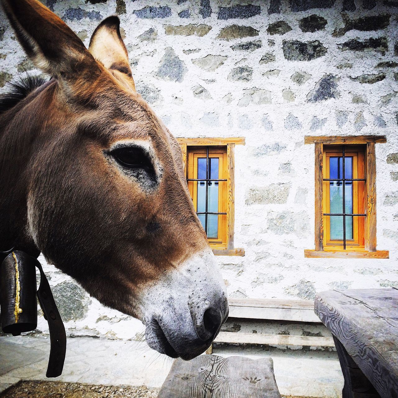 architecture, building exterior, built structure, animal themes, window, one animal, domestic animals, mammal, house, sunlight, day, pets, outdoors, wall - building feature, wall, side view, no people, standing, door