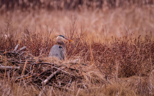 Bird perching on dry grass