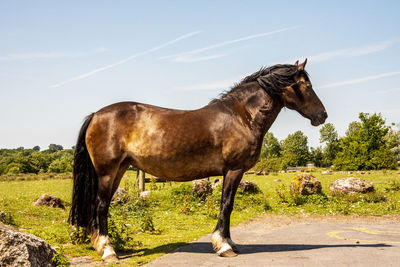 Horse standing in ranch against sky