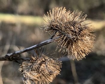 Close-up of dried thistle