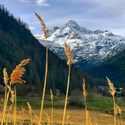 Scenic view of snow covered field against mountains