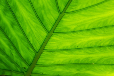 Full frame shot of green leaves