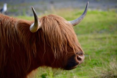Close-up of highland cattle on field