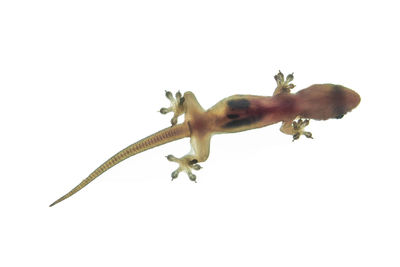 Close-up of lizard on white background