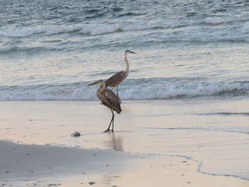 Birds on beach