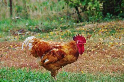 Side view of a rooster on land