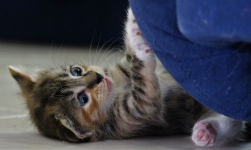 Close-up of kitten playing at home