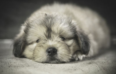 Close-up of puppy sleeping
