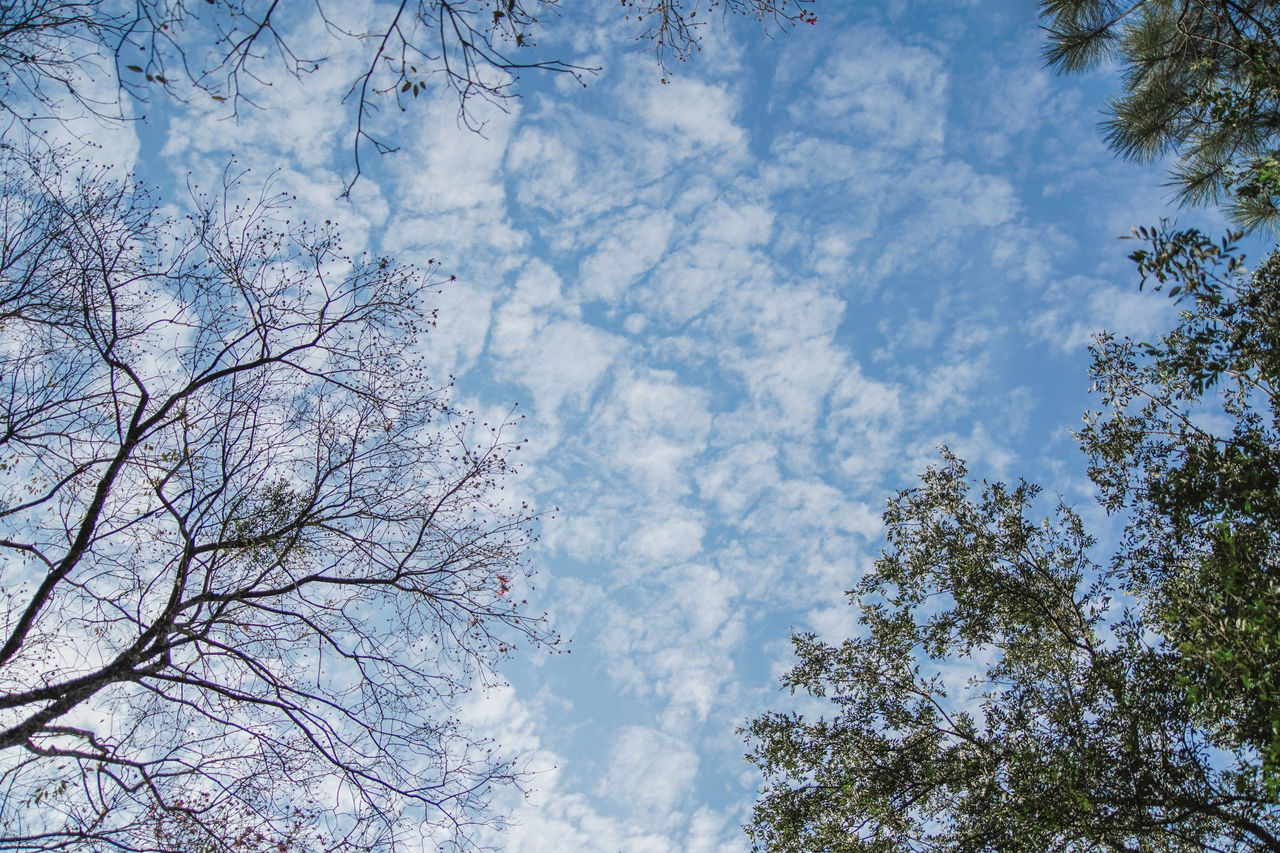 sky, tree, plant, low angle view, branch, cloud, nature, beauty in nature, no people, sunlight, day, leaf, tranquility, blue, flower, outdoors, growth, winter, scenics - nature, backgrounds, forest