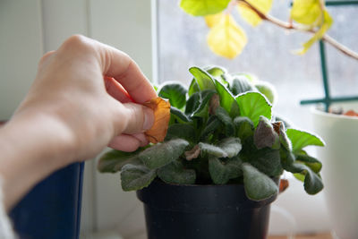 Cropped hand caring for plant