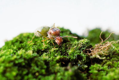 Close-up of ant on plant against clear sky