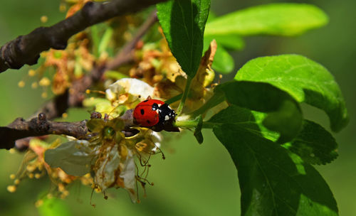 Close-up of ladybug on twig