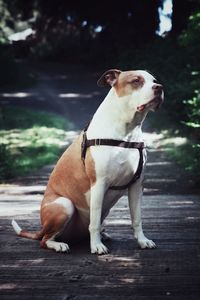 Close-up of dog sitting outdoors