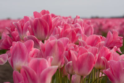 Close-up of pink flowers blooming outdoors