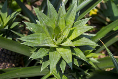 High angle view of plant growing on field