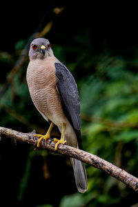 Close-up of bird perching on branch