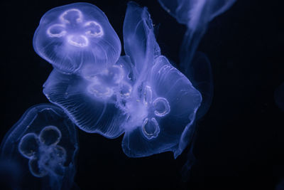 Close-up of jellyfish against black background