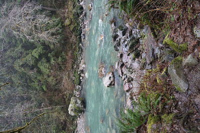 High angle view of river flowing through forest