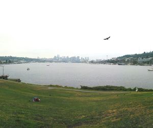 View of birds flying over land