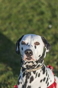 Close-up portrait of dog