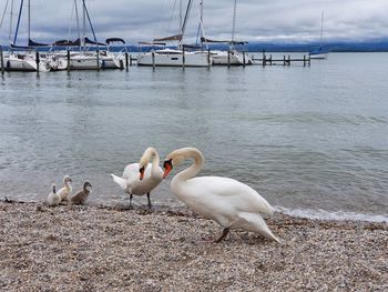 Swans on sea shore