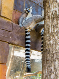 Cat sitting on tree trunk in zoo