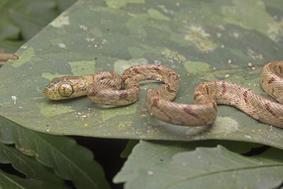 Close-up of snake on leaf in forest