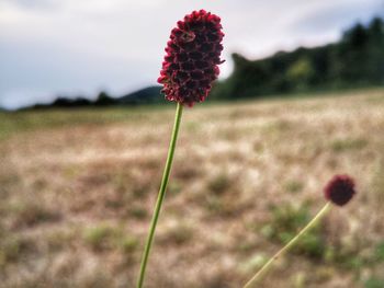 Close-up of red flowering plant on field