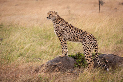 Cheetah standing on field in zoo