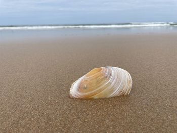 Close-up of shell on beach