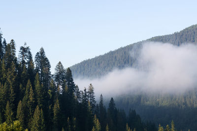 Panoramic view of pine trees against sky