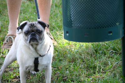 Low section of man with dog standing on grass