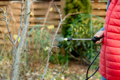 Spraying fruit trees with a pump sprayer with insecticides and fungicides in the spring season
