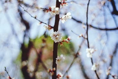 Close-up of cherry blossom