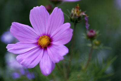 Close-up of cosmos flower blooming outdoors