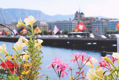 Flowers blooming by river in city against sky